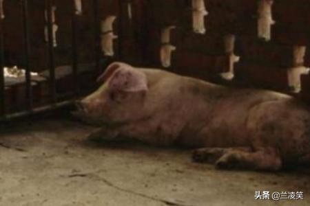 猪传染性胃肠炎:猪传染性胃肠炎和流行性腹泻怎么治疗 引起猪胃肠炎的病因有哪些？怎样防治？