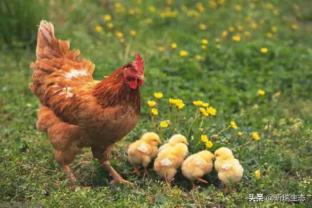 为什么人类没有繁殖期，为什么母鸡不需要公鸡就能生蛋那公鸡存在的意义是什么