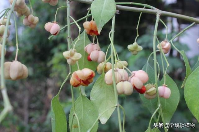 这是什么果树？