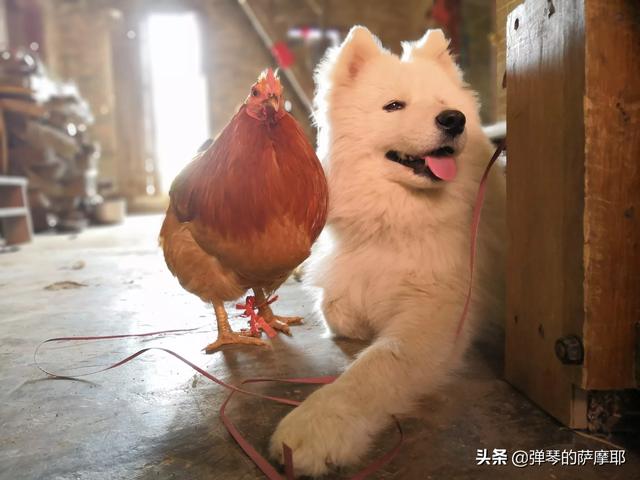 美版的狗狗向前冲:拉布拉多犬总是冲路上的小孩狂叫、往上扑怎么办？