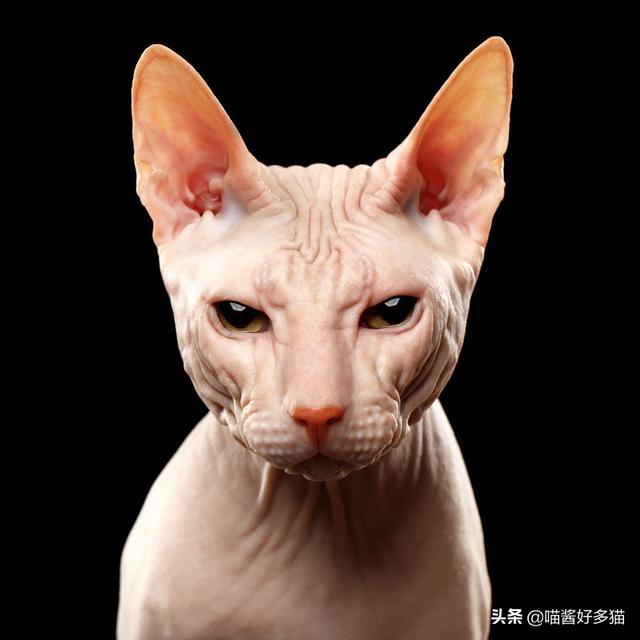 头条问答 - 没有毛的猫是什么猫?(1个回答)