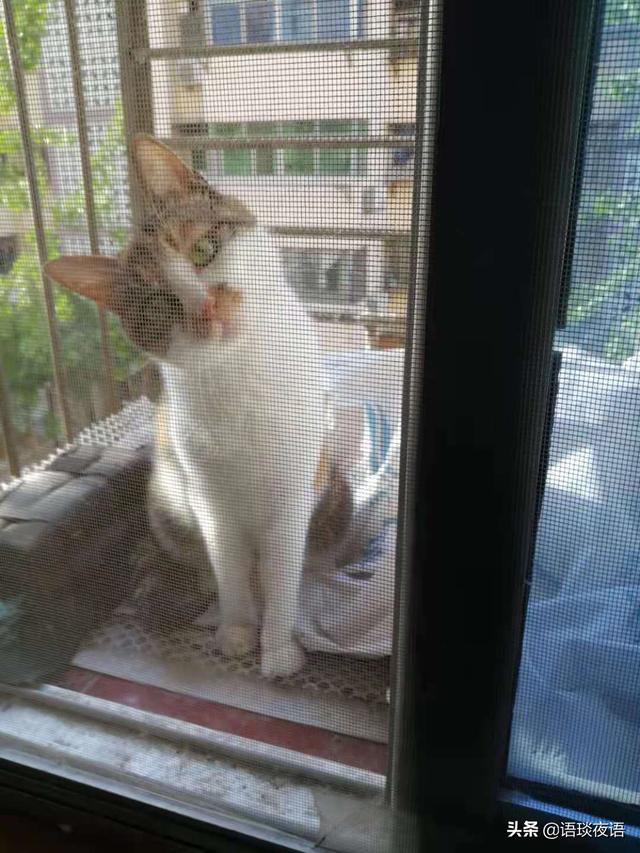 关于流浪狗和流浪猫感悟:养一只捡来的流浪猫或者流浪狗是种什么体验？ 关于流浪狗和流浪猫感悟