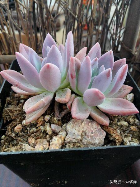 头条问答 请问多肉叶片尖有黑斑 怎么处理 剪掉叶子吗 How多肉的回答 0赞