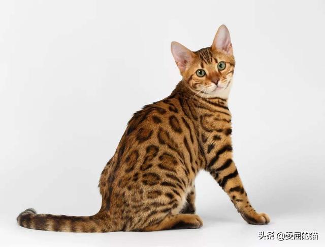 亚洲豹猫和孟加拉豹猫区别:如果家里养的猫咪能长到老虎一样大会怎么样？