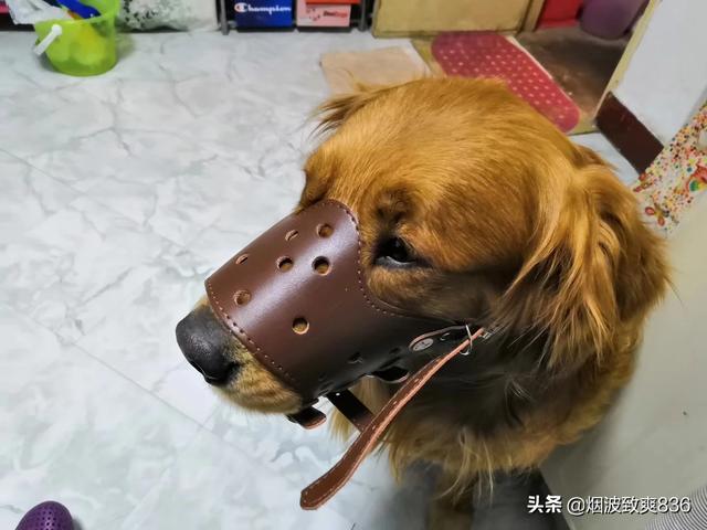 奥达猎犬缺点:大众情人的金毛有什么养的缺点让人不敢养？
