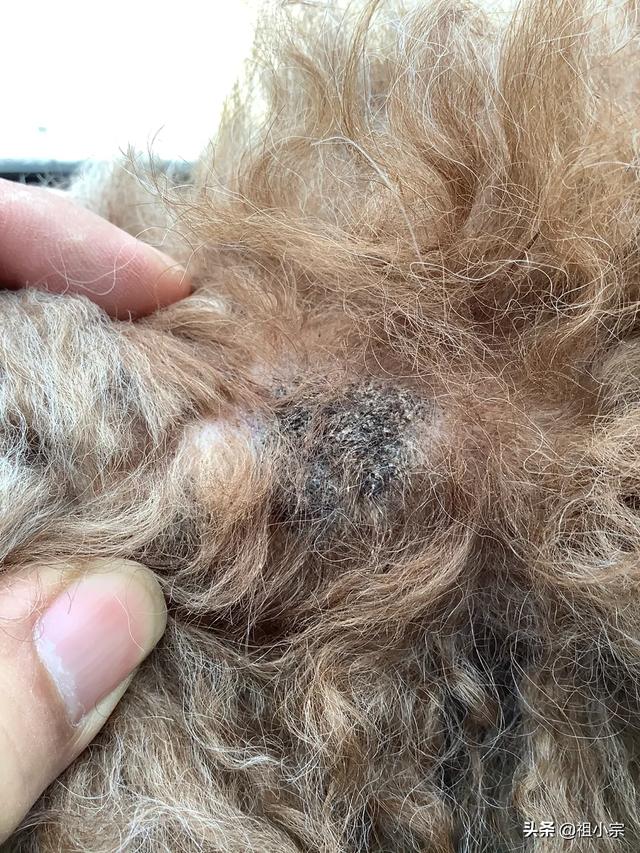 可以用洗发水给狗洗澡:狗狗身上总是臭臭的，用什么沐浴露比较好？