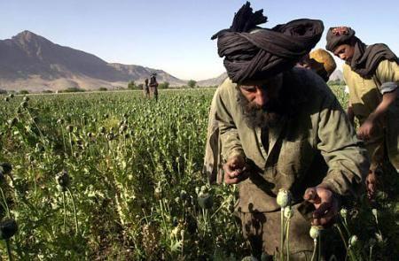 阿富汗何以成为全球最大鸦片生产国，阿富汗经过四十年战争人口反而增加了，为什么？