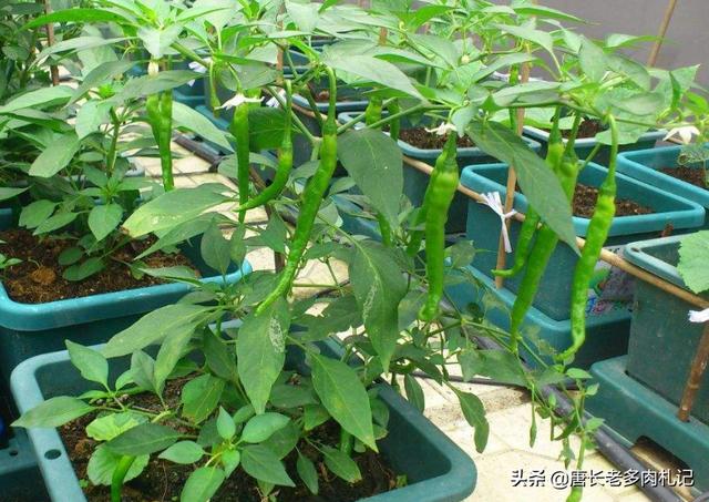 多肉酒精去介壳虫:多肉长介壳虫用酒精可以吗 多肉植物该不该在室外养？