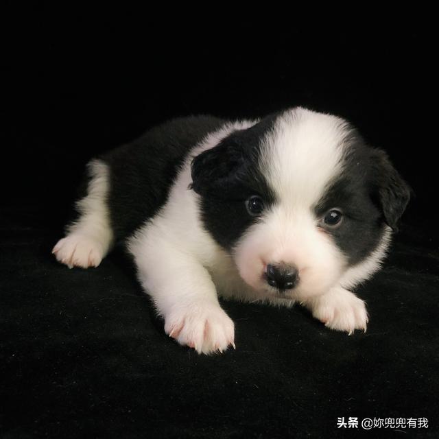 犬钩虫病:狗狗寄生虫病真的有那么可怕吗？ 犬钩虫病的症状有哪些