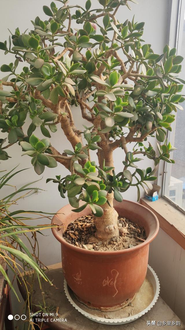 玉树养成盆景的几个技巧，为什么有人养在室内就容易挂掉呢？插图6