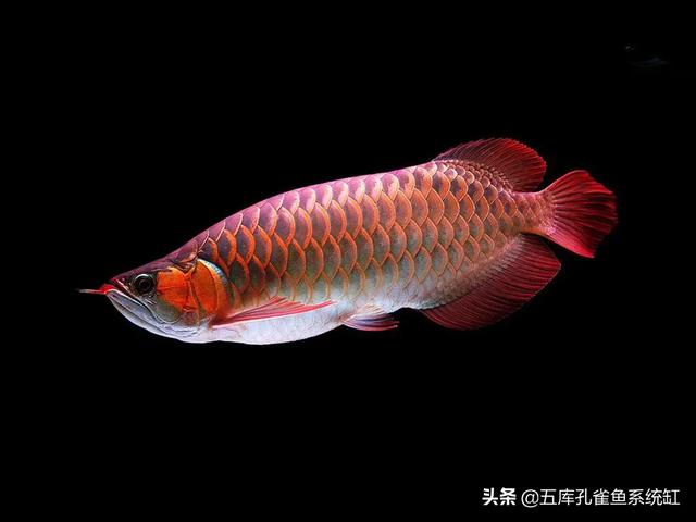 亚峰水族箱专用药片:自己养的锦鲤总是死，为什么？