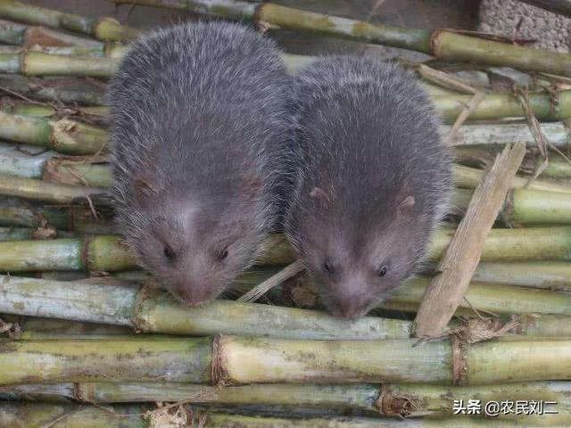 竹鼠图片:竹鼠图片大全大图 乱吃野生动物是不是愚昧无知的表现？