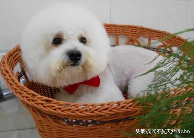 比熊狗粮对泪痕好:比熊爱你会有哪些表现呢？
