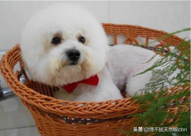 比熊犬吃什么食物好:比熊犬的正确饲养方式，有哪些？ 比熊犬吃什么食物最好