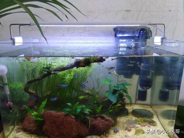 1.5米水草造景:有请各位水草造景大师指导一下，对这个造景点评一下？