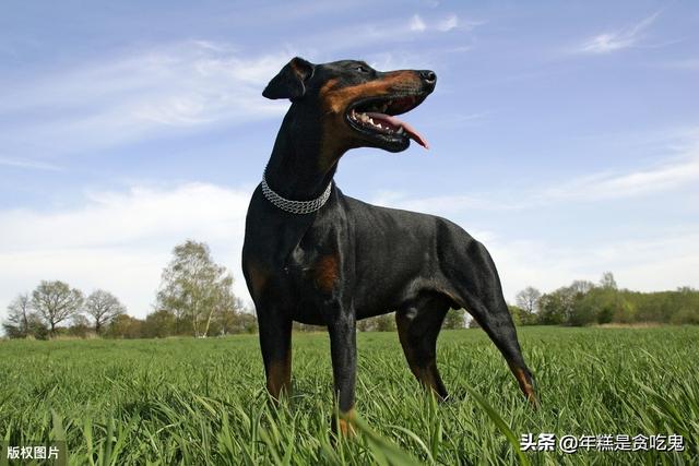 德国杜宾犬有哪些缺点:饲养杜宾是一种什么样的体验？