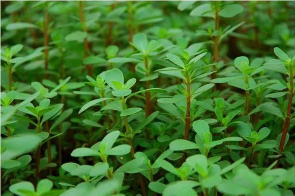 春夏季节,农田里哪些野菜可以吃,并且还应注意哪些事项？