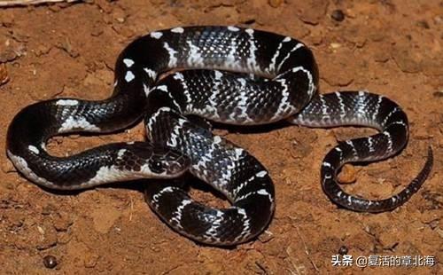 请问大家水里的蛇有毒吗?如何辨别?