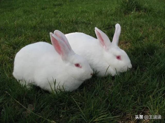 安哥拉兔子好养吗，安哥拉兔患上了耳螨还有救吗