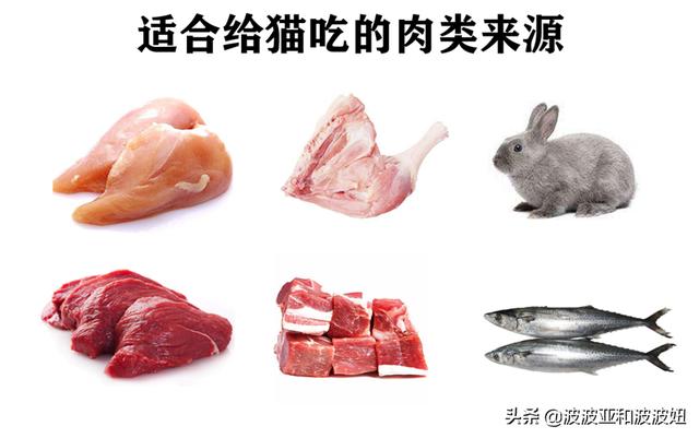 猫咪吃西瓜桃香瓜可以吗:猫咪可以吃香瓜吗 对猫咪有益的食材有哪些？