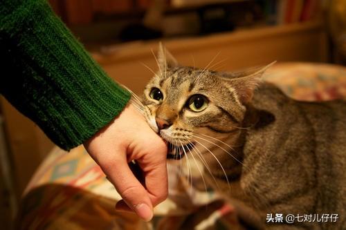 小猫咪:小猫两个多月总是咬人应该怎么教育？ 小猫咪简笔画