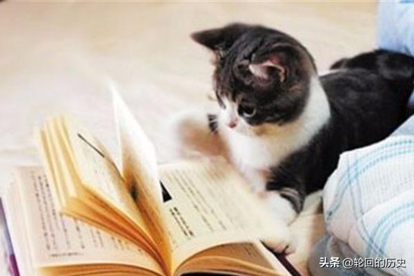 猫天天:家里养的猫老是想出去怎么办？