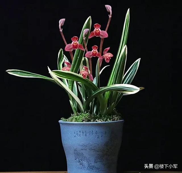 建兰的养殖方法:墨兰建兰浇水频次一样吗？怎么浇比较好？