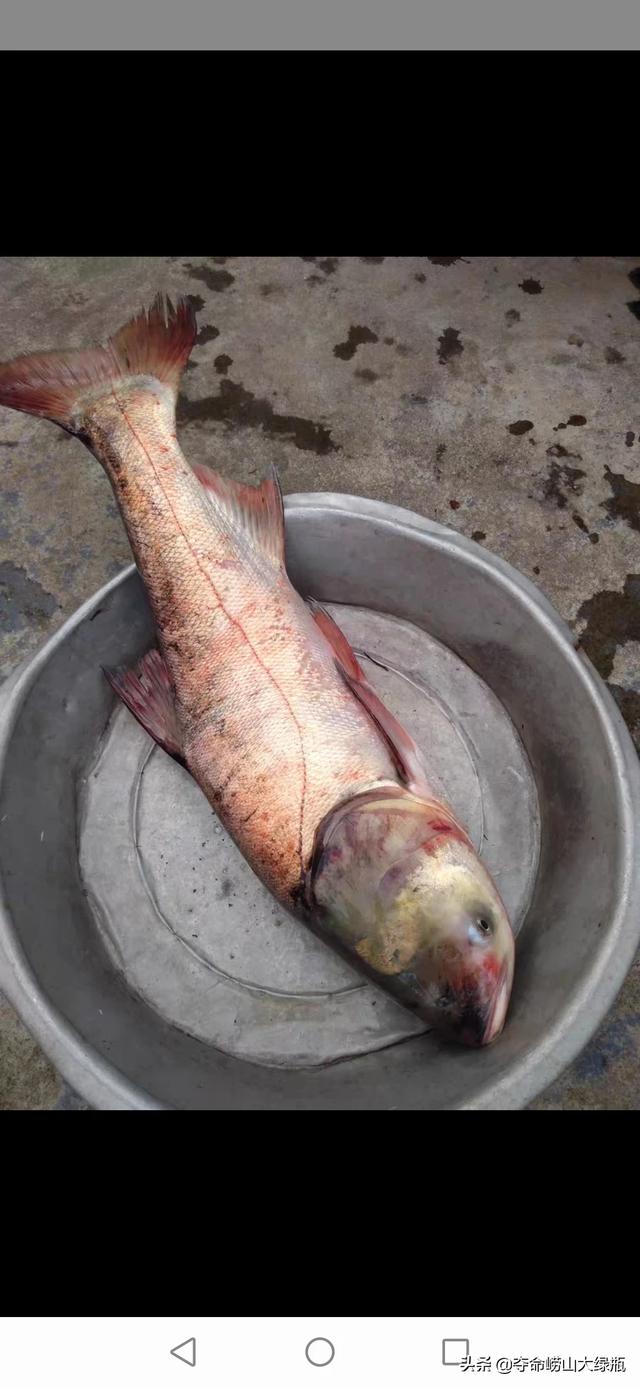 头条问答 - 10斤以上的花白鲢用什么饵钓?(10个回答)