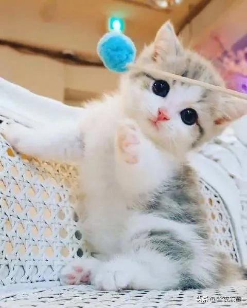 爱洗澡的猫猫 关店:为什么猫猫狗狗喜欢在主人洗澡的时候守在卫生间门口？