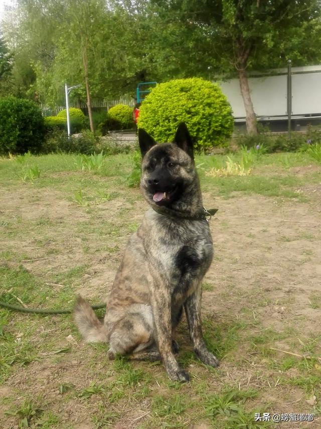 波士顿犬:波士顿矩阵把市场分为哪几种类型？