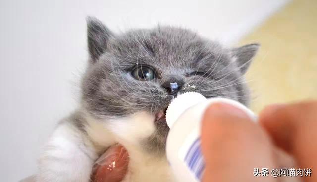 小花猫喵喵叫:人靠近或看向猫时，猫的叫声是什么意思？