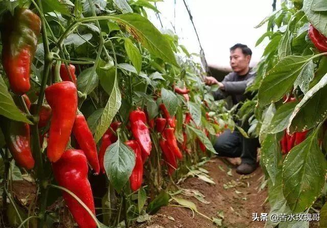 花叶芋根结线虫病:农村种植辣椒，应该如何防治病虫害？