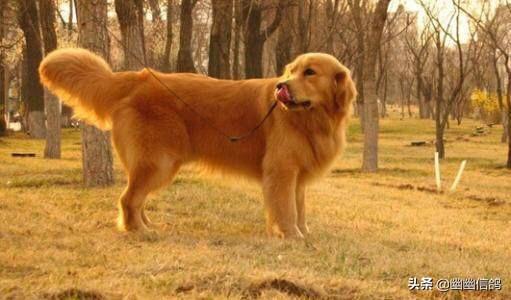 金毛犬怎么训练握手:训练金毛难不难？有什么技巧吗？