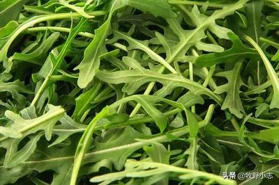 芝麻菜都有什么营养价值？怎样种植才高产？
