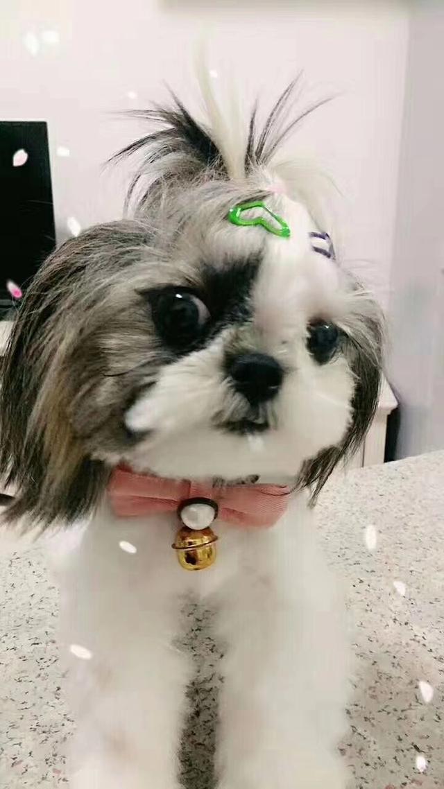 小体西施犬图片:西施犬着凉后有点拉稀，该怎么办呢？