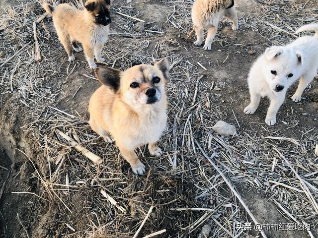 狂犬疫苗有效期:二次被狗咬伤后，狂犬疫苗有效吗？为什么？