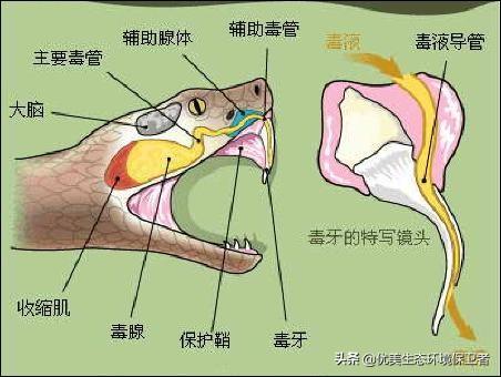 我怀疑被银环蛇咬伤:银环蛇咬伤后遗症 去湖南的大山中放羊，发现羊被毒蛇咬死了几只，什么蛇那么厉害？