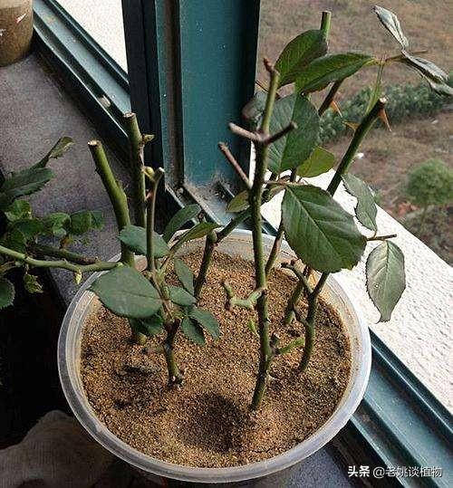 土豆上扦插月季的方法是什么