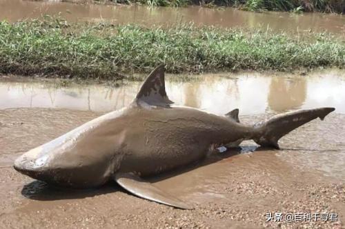 把鲨鱼放在淡水湖会怎么样？