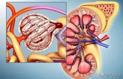 膀胱嗜酸性肉芽肿:尿常规、血常规……各项体检指标都代表什么？