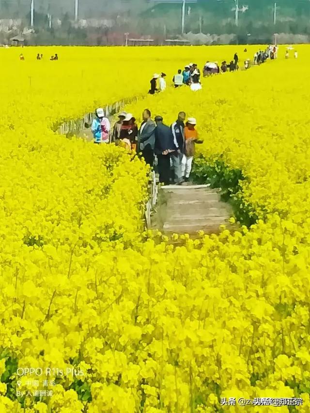 种植什么能肥土？
