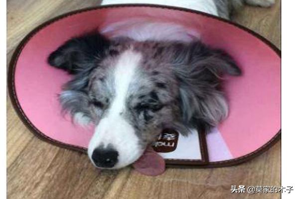 边牧怎么用犬虫一扫光:你知道边牧的优点和缺点，以及怎么挑选小边吗？