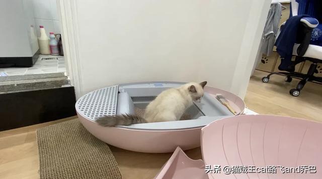 吸猫:猫屎这么臭你是怎么坚持爱吸猫的？