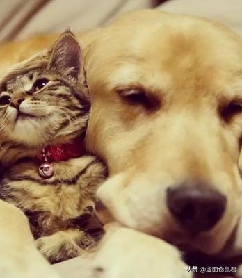 猫狗宠物知识问答:求问猫更好养还是狗更好养呢？