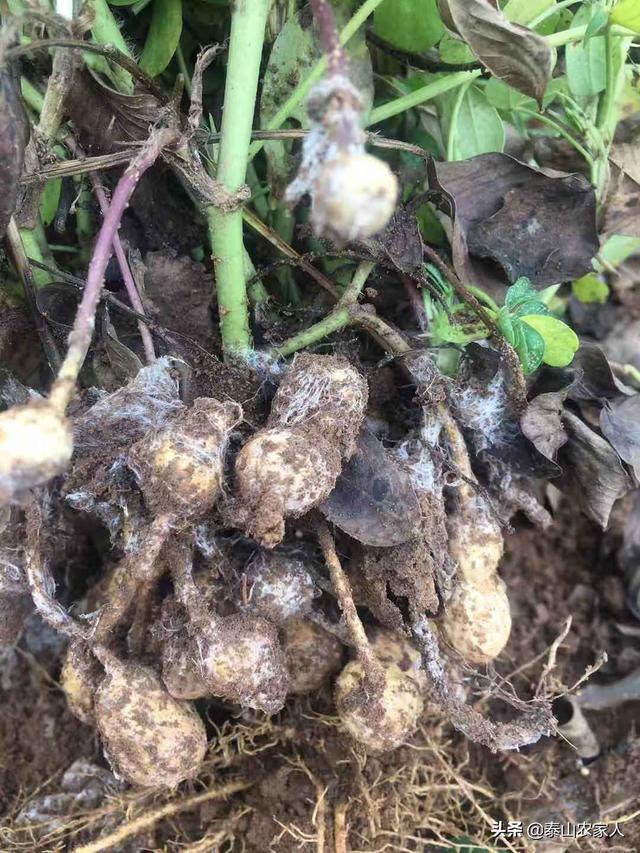 野菊花生蚜虫怎么防治:菊花蚜虫图片与防治 花生田间地下害虫调查取点方式方法有哪些？