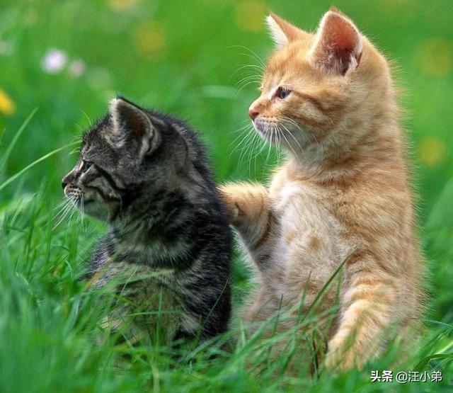 霸道总裁的小猫咪txt:家里的猫猫做过让你最感动的一件事是什么？ 霸道总裁的小猫咪小超儿
