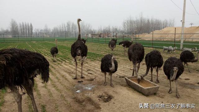 斑文鸟好养吗:这是什么鸟，好养吗？一早飞进我家好不容易抓住放院子里了？