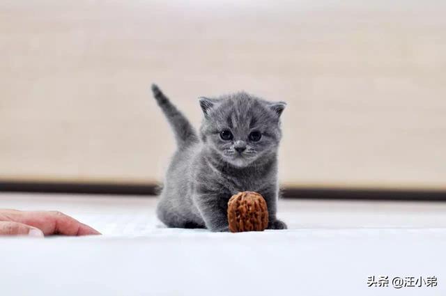 新手养猫注意事项两个月:订了一只蓝猫，三个月小母猫四天后送到，请问需要准备些什么？