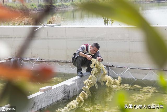 头条问答 金鱼的发情期是什么时候 9个回答