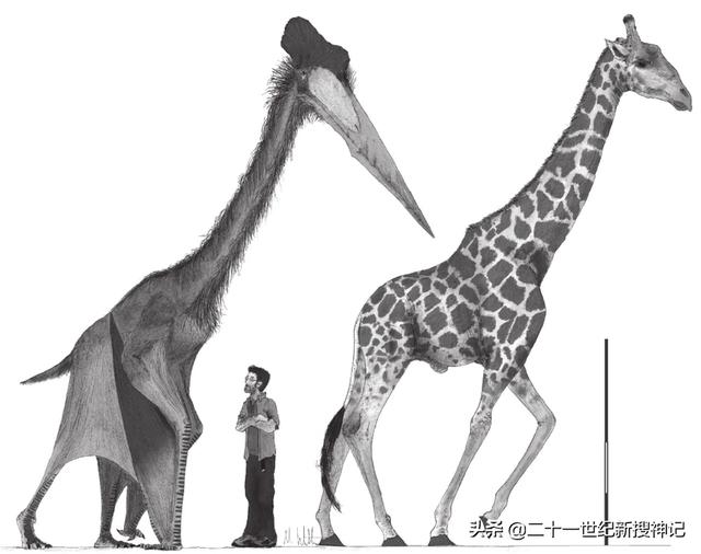 象鸟:鲲鹏是否真的存在，两千年前庄子在北海看到的到底是什么？